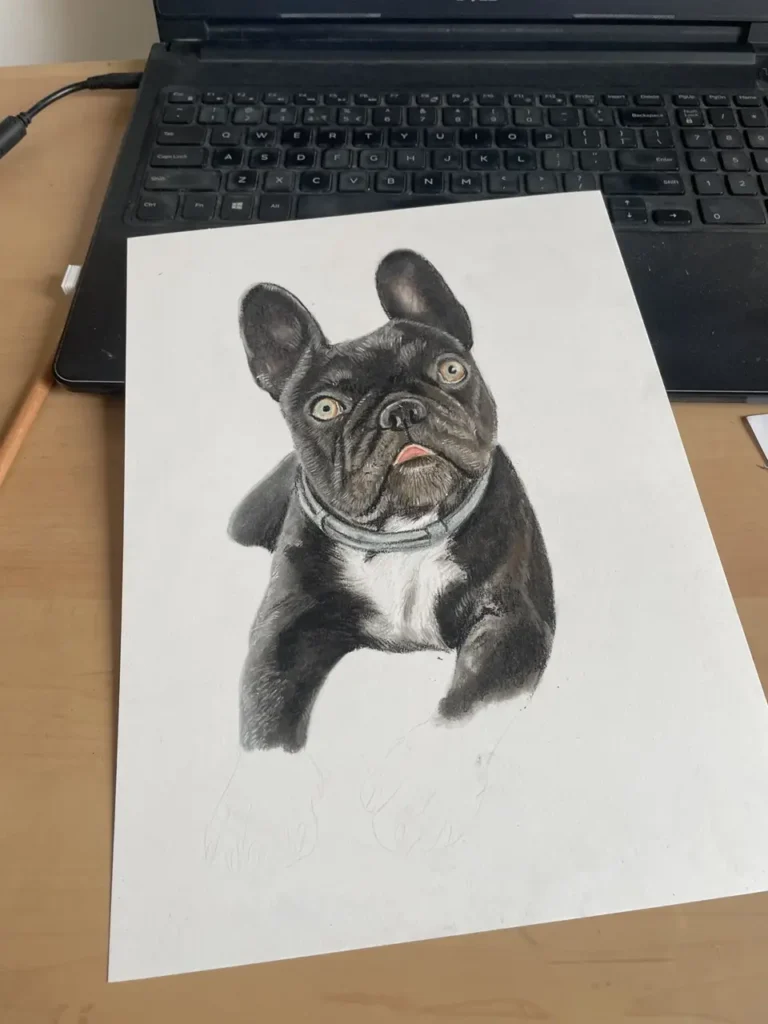 buldog francuski