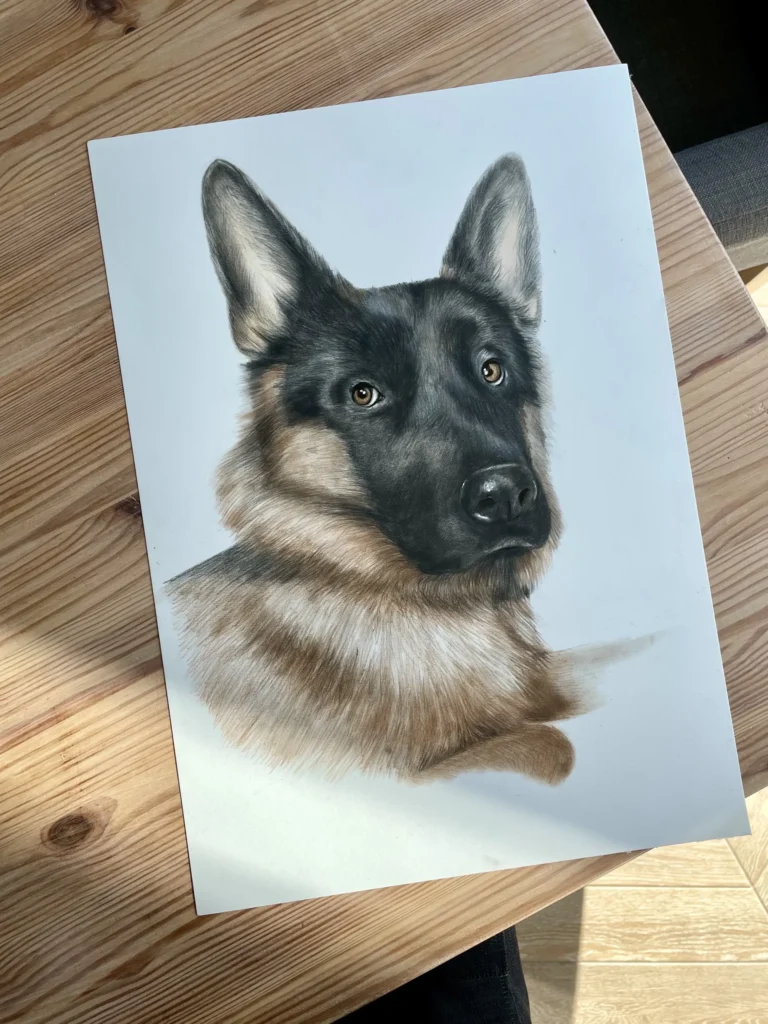 rysunek owczarka